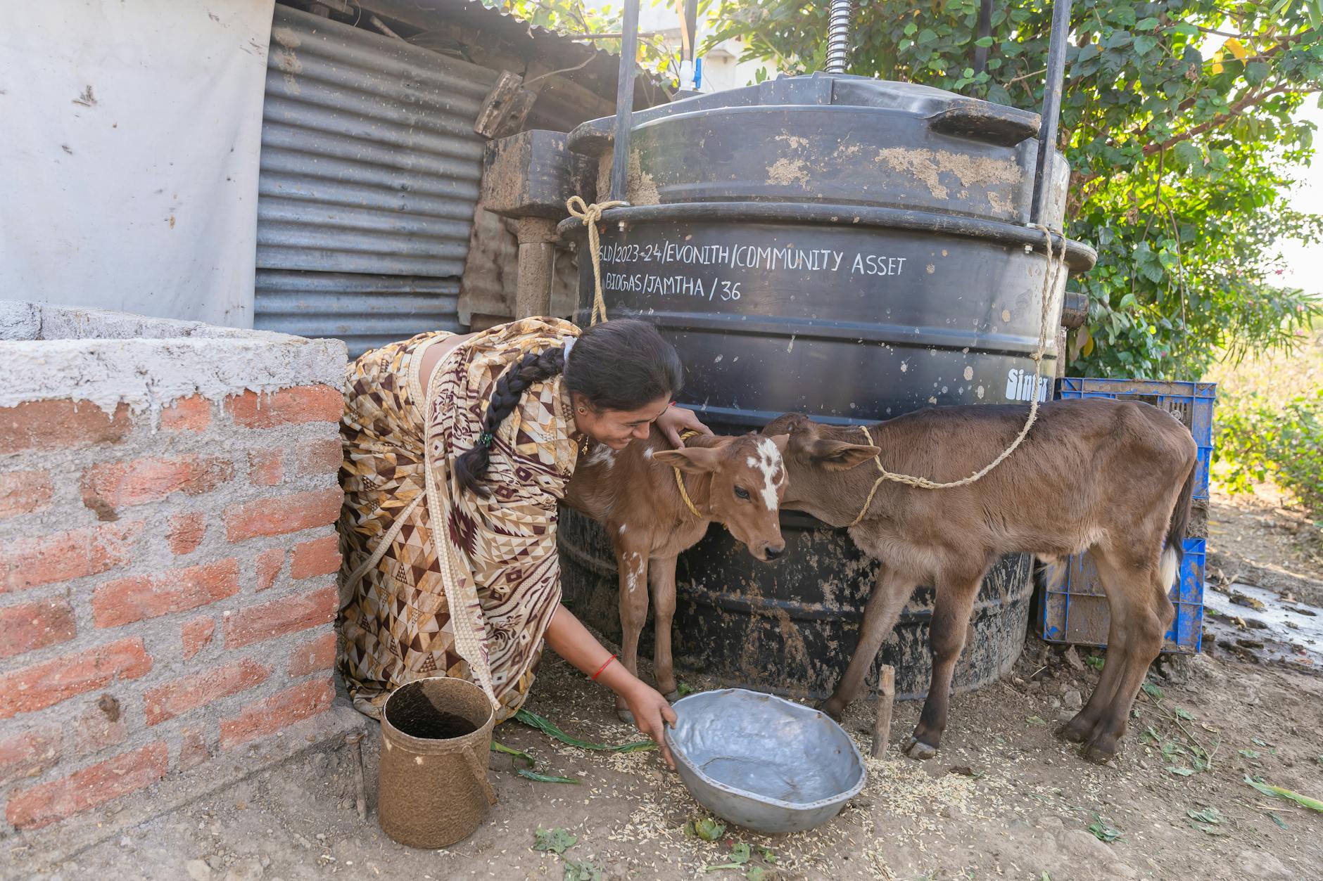 biogas agricolo — An Indian woman in traditional attire feeds calves next to a rural biogas plant.