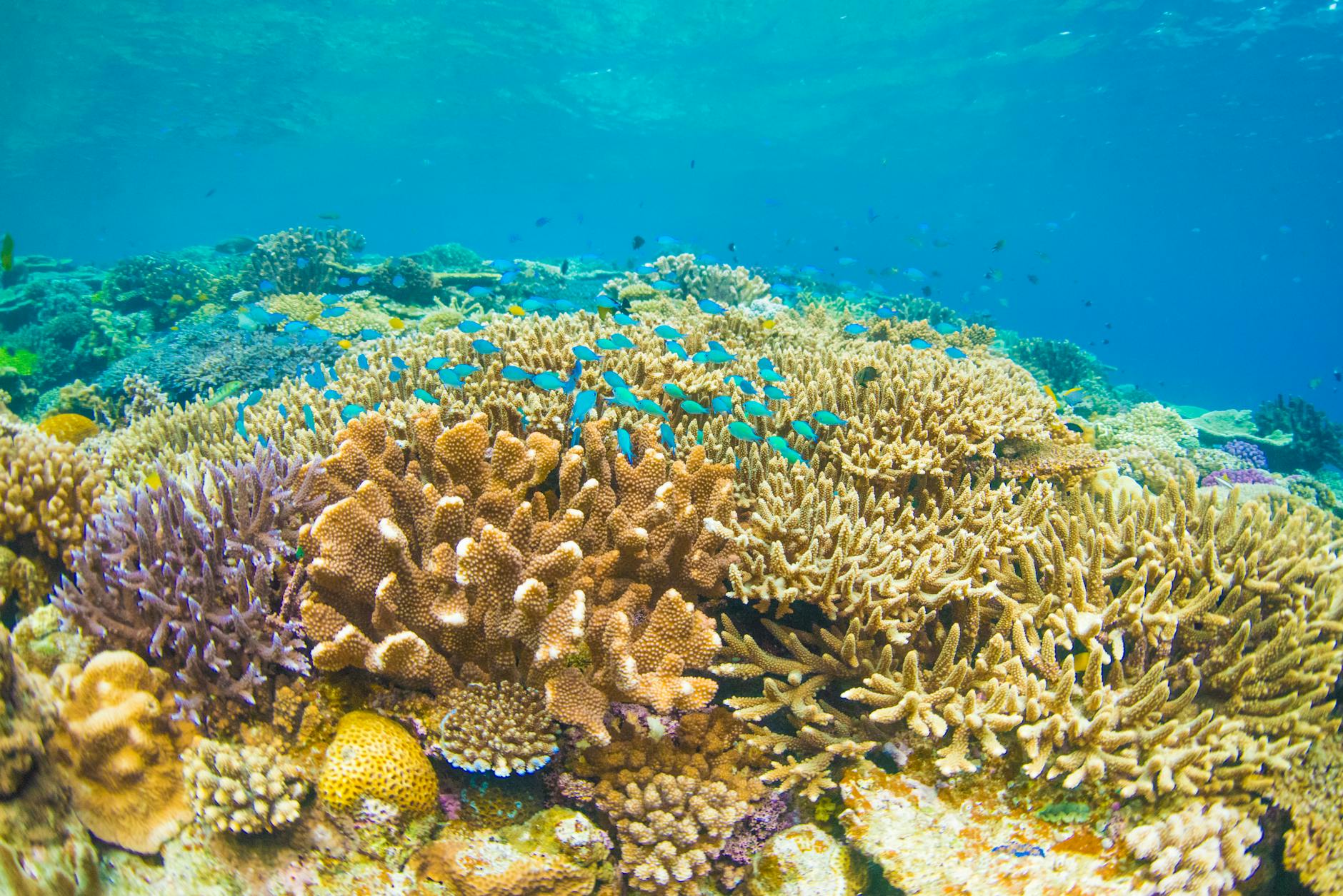 tutela barriera corallina — Colorful coral reef ecosystem teeming with marine life in a clear ocean setting.