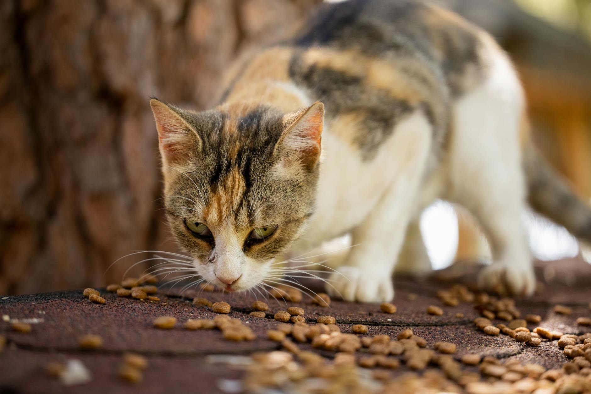 comportamento alimentare felini — A calico cat eating kibble outdoors, captured in a natural setting. Perfect for animal-themed content.