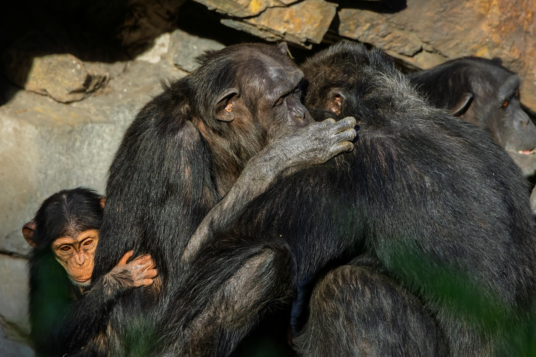 comportamento scimpanzé — A touching moment of a chimpanzee family bonding together in their natural habitat, showcasing unity and affection.