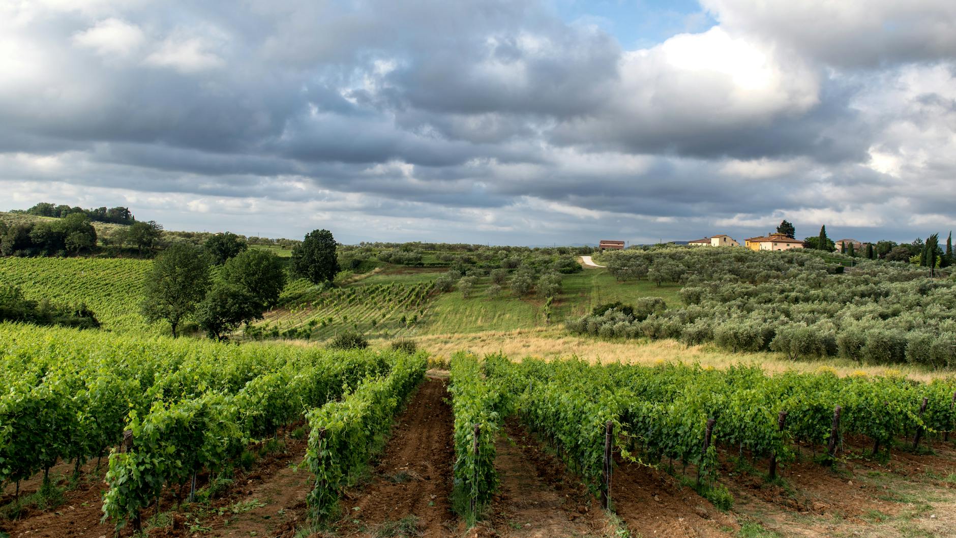 settore vitivinicolo italiano — A scenic vineyard in Siena, Tuscany, showcasing lush vines under a dramatic cloudy sky.