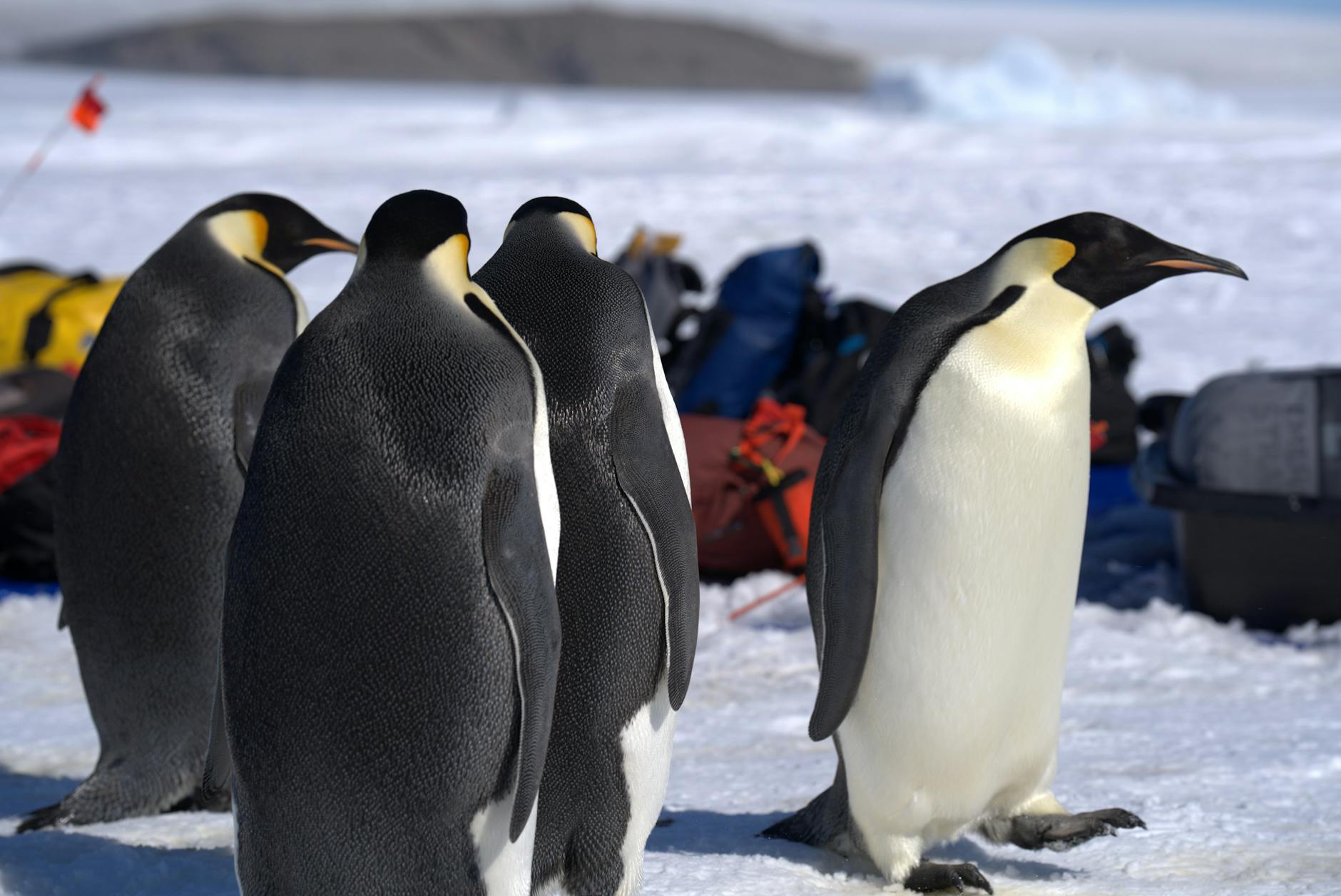 giornata mondiale pinguino — Group of emperor penguins standing on Antarctic ice.