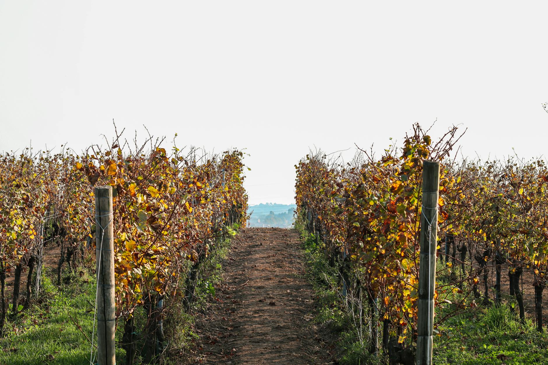 consumi vino — Scenic vineyard rows in autumn, Brescia, Italy, showcasing vibrant fall foliage.