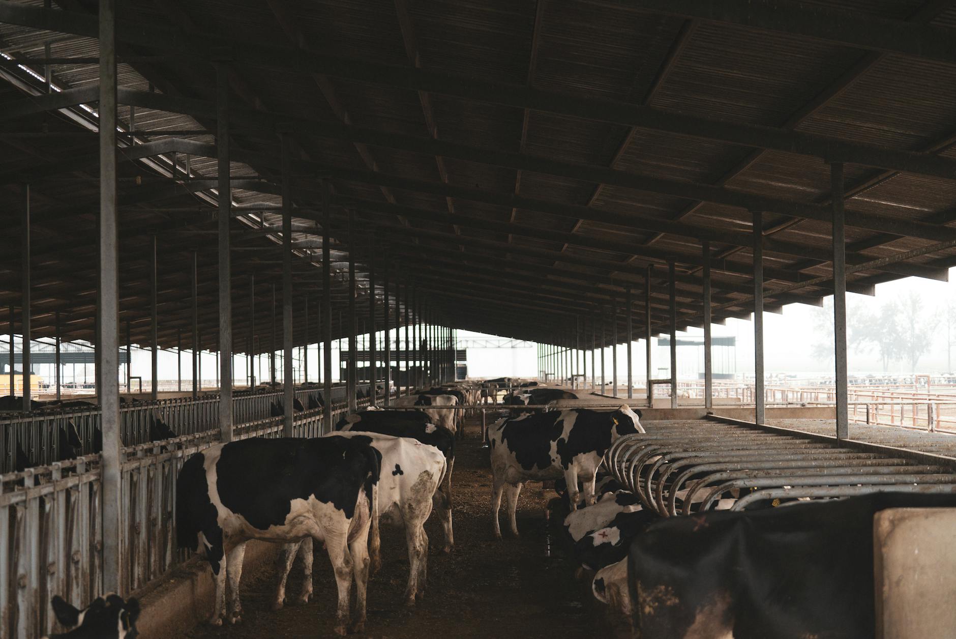 settore lattiero-caseario italiano — Holstein cows inside a large barn, showcasing a modern dairy farming environment.