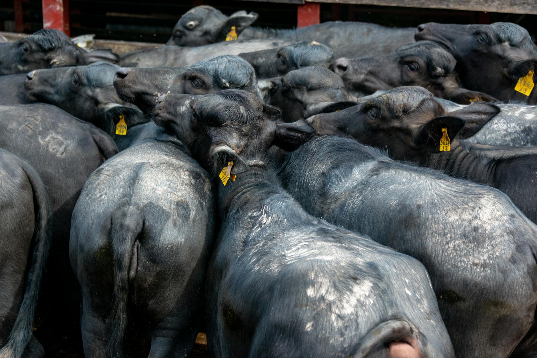allevamento bovini — A dense gathering of buffaloes in a farm setting, showcasing their sleek dark coats and numbered ear tags.