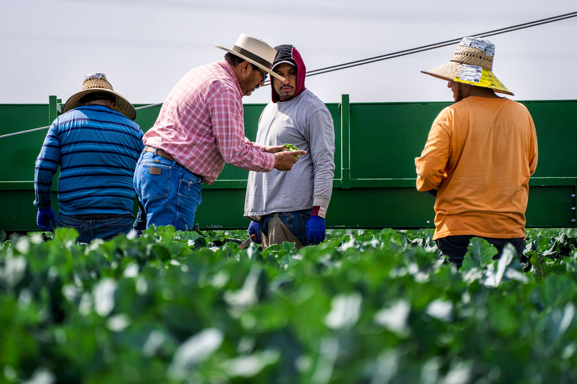 Group of adult men working on vegetable harvesting in an outdoor farm.