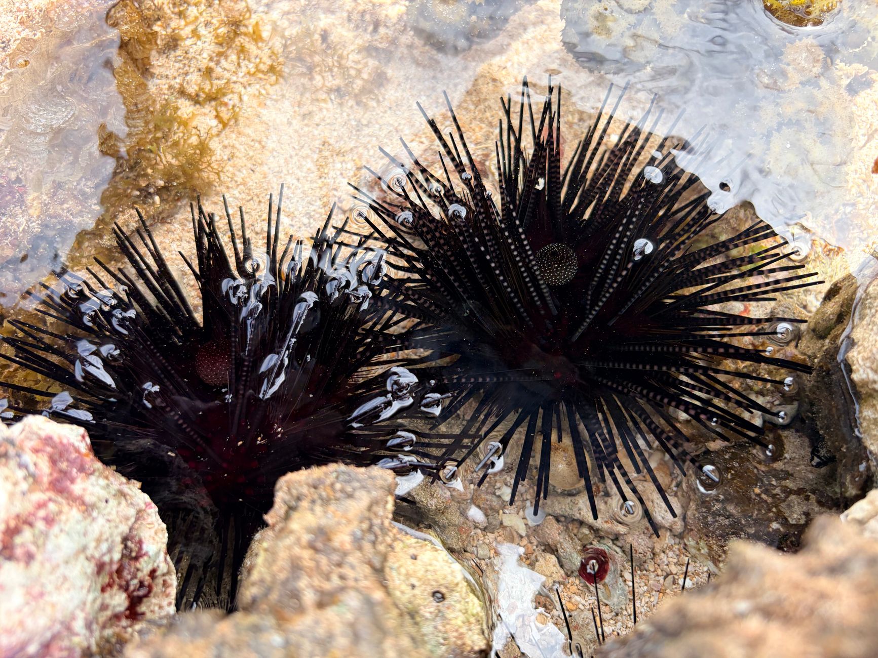 rimozione ricci di mare — Two black sea urchins in a shallow rocky tide pool with clear water.
