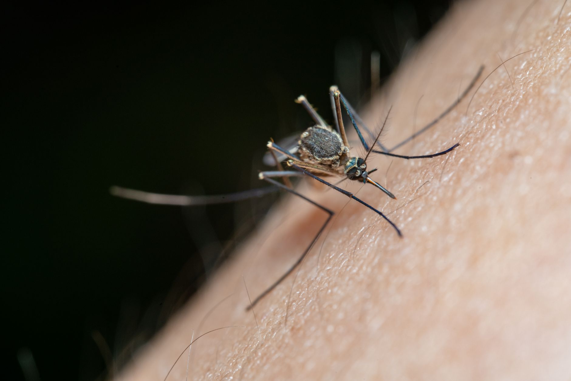 febbre del Nilo — Detailed macro shot of a mosquito on human skin, highlighting nature and insect life.